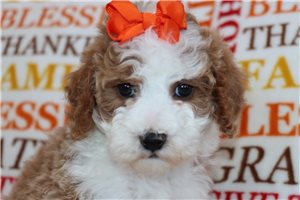 Orchid - puppy for sale
