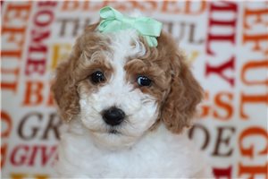 Odessa - puppy for sale