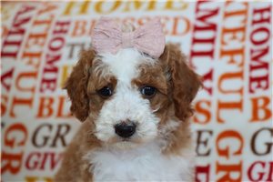 Olive - Miniature Poodle for sale