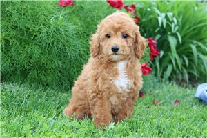 Cooper - Miniature Poodle for sale
