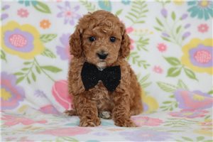 Cameron - Poodle, Miniature for sale