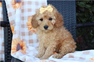 Layla - puppy for sale