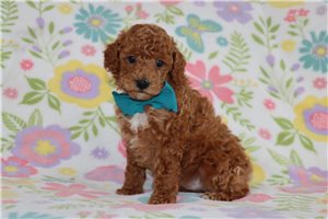Cooper - Miniature Poodle for sale