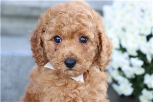 Lawson - puppy for sale