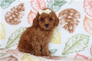 Lillian - puppy for sale