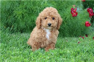 Cameron - Poodle, Miniature for sale