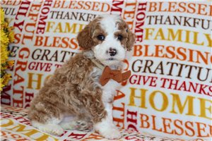 Owen - puppy for sale