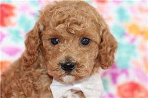 Cameron - puppy for sale