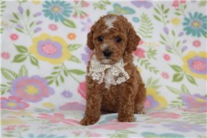 Caleb - Poodle, Miniature for sale