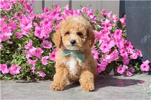 Leighton - Poodle, Miniature for sale