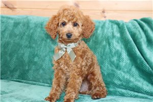 Luke - Poodle, Miniature for sale