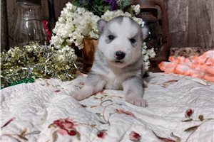 Forrest - Siberian Husky for sale