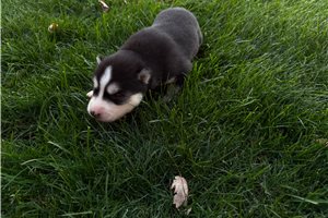 Gemma - Siberian Husky for sale