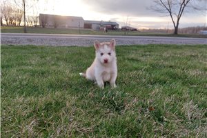 Fenway - Siberian Husky for sale