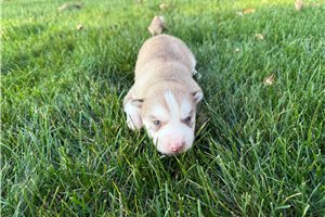 Gabriel, a Siberian Husky puppy