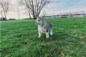 Florence - Siberian Husky for sale