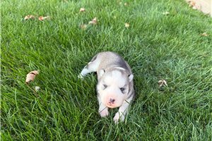 Gracie - Siberian Husky for sale