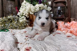 Felix - Siberian Husky for sale