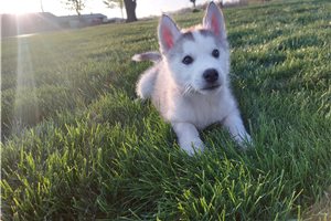 Forrest - Siberian Husky for sale