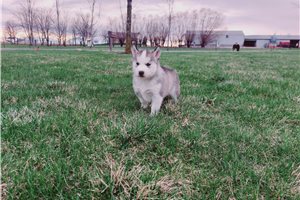 Felix - Siberian Husky for sale
