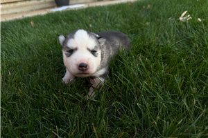 Glinda - Siberian Husky for sale