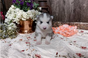 Flynn - Siberian Husky for sale
