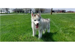 Flynn - Siberian Husky for sale