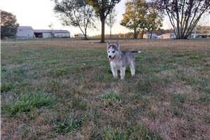 Top 21 Siberian Husky Puppies for Sale in Charlotte, NC | Pawrade.com