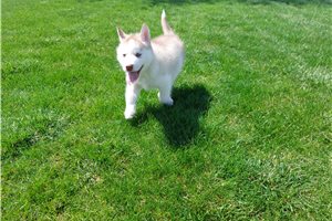 Fenway - Siberian Husky for sale