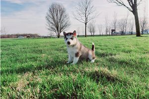 Fern - Siberian Husky for sale