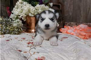 Fern - Siberian Husky for sale