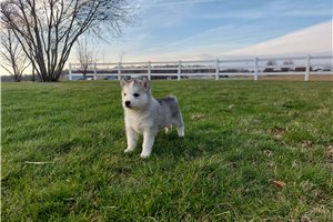 Forrest - Siberian Husky for sale