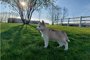 Fenway - Siberian Husky for sale