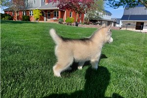 Flynn - Siberian Husky for sale