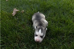 Gideon, a Siberian Husky puppy