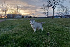 Flynn - Siberian Husky for sale