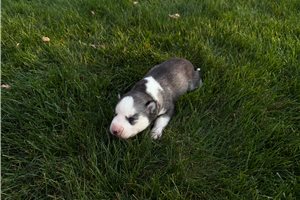 Grayson, a Siberian Husky puppy