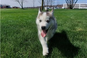 Felix - Siberian Husky for sale