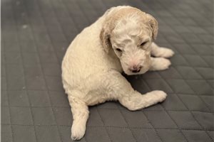 Meadow | Puppies For Sale at Pawrade
