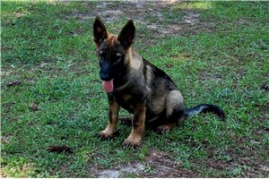 Delilah - German Shepherd for sale