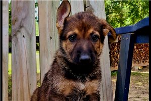 Lucy - puppy for sale