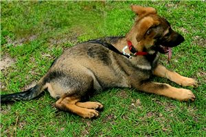Drew - German Shepherd for sale