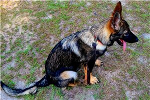 Delilah - German Shepherd for sale