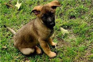 Taco - German Shepherd for sale