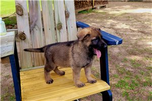Taco - puppy for sale