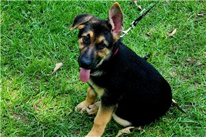 Lady - puppy for sale