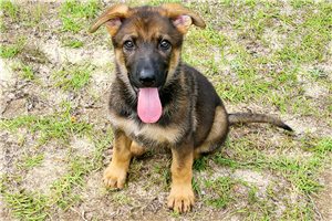 Lucy - German Shepherd for sale