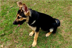 Lady - German Shepherd for sale