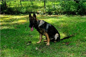 Delilah - German Shepherd for sale