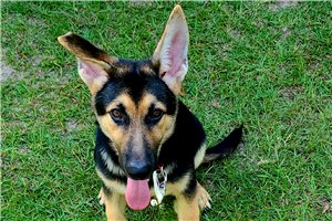 Lady - German Shepherd for sale